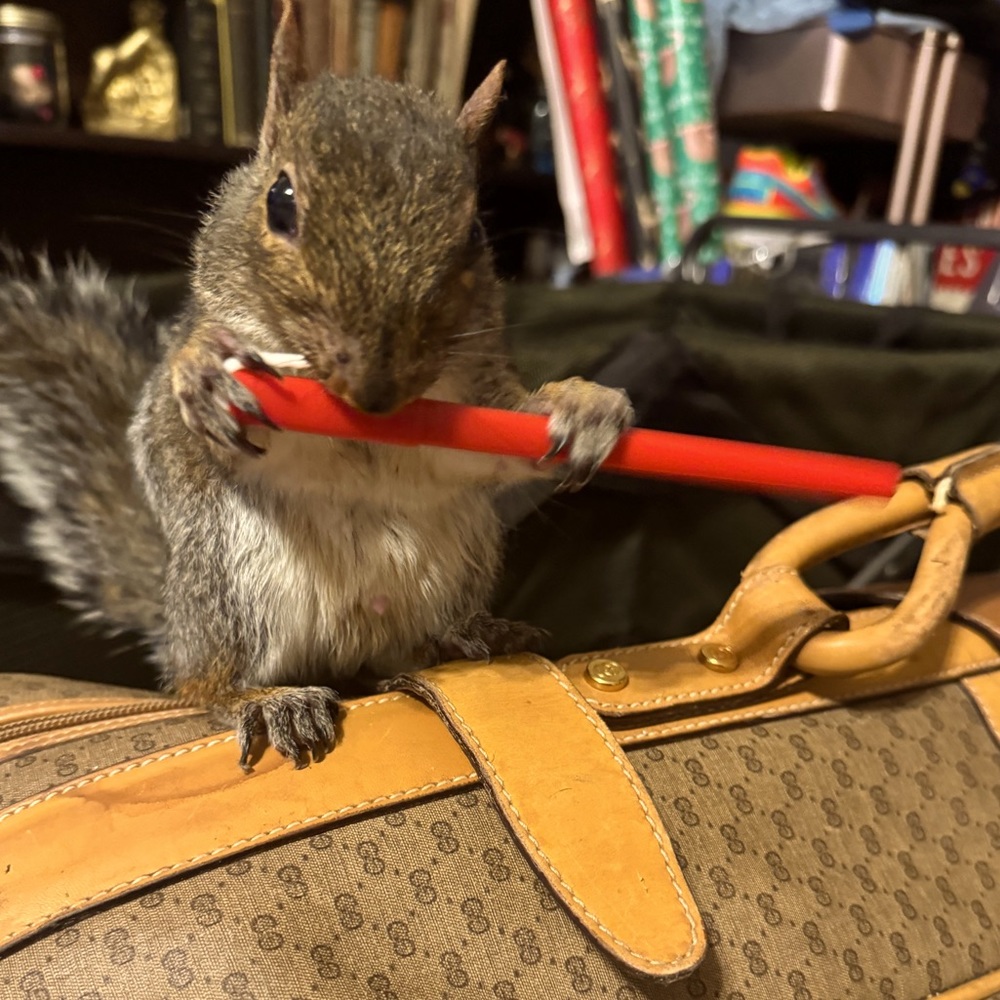 🐿️ LIKE TO BE NOTIFIED OF MY LIVE SHOWS!! 🐿️